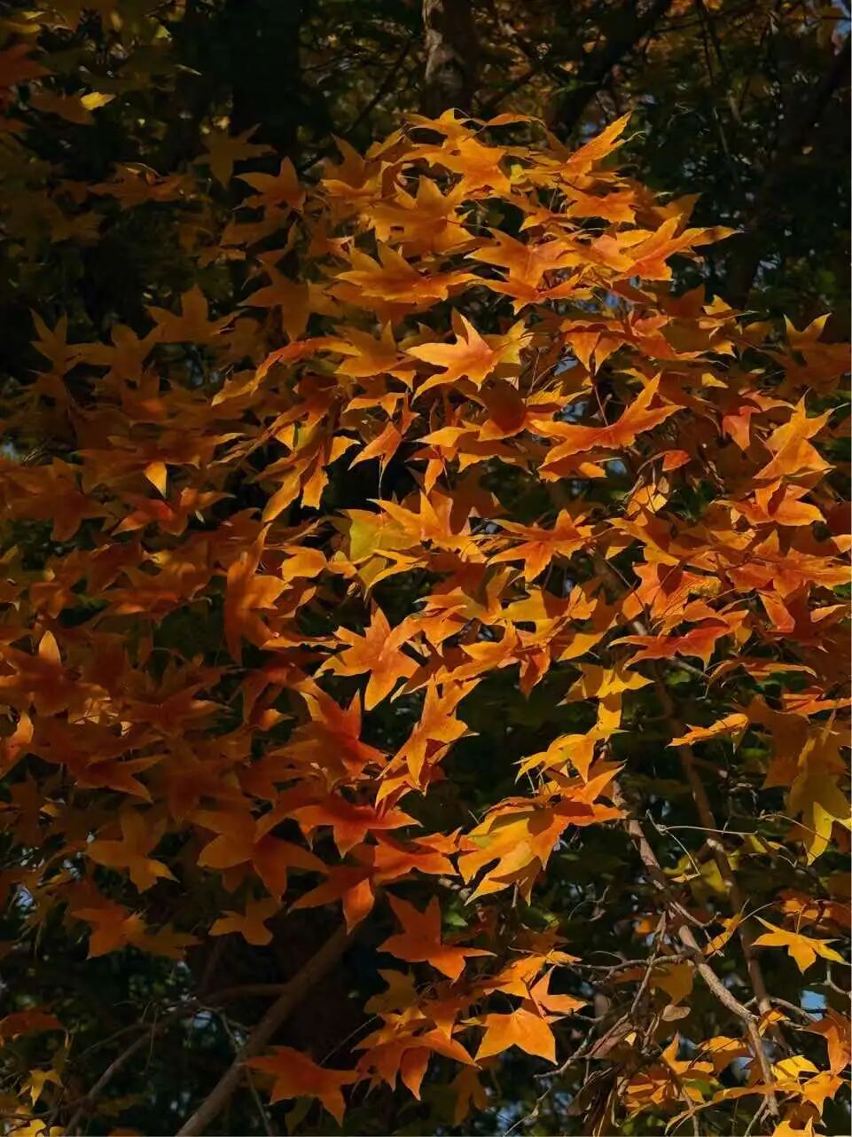 6248d52dc36629423b9eaf3d5de10dd7.jpg 640 (3).jpg