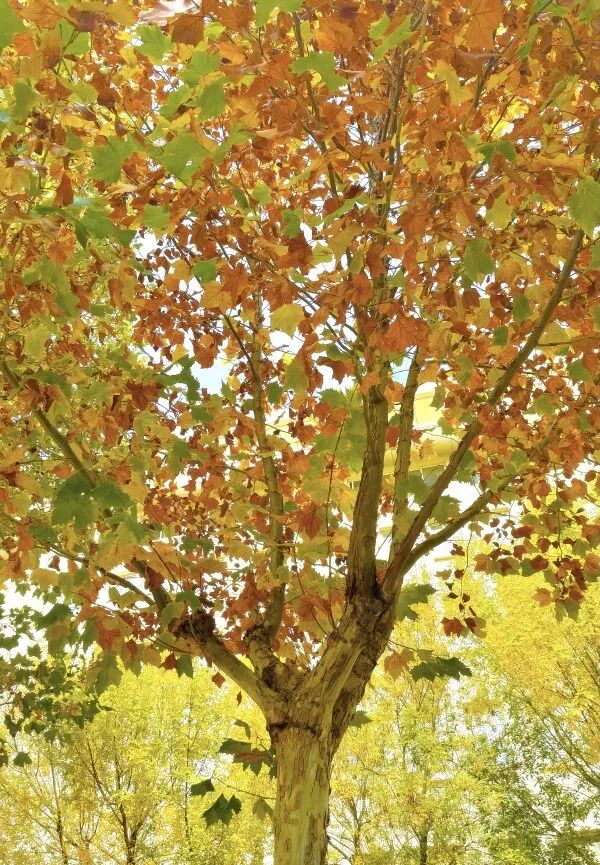 6a8eecf94309efe473b85e2a88e8ed3c.jpg 640 (12).jpg