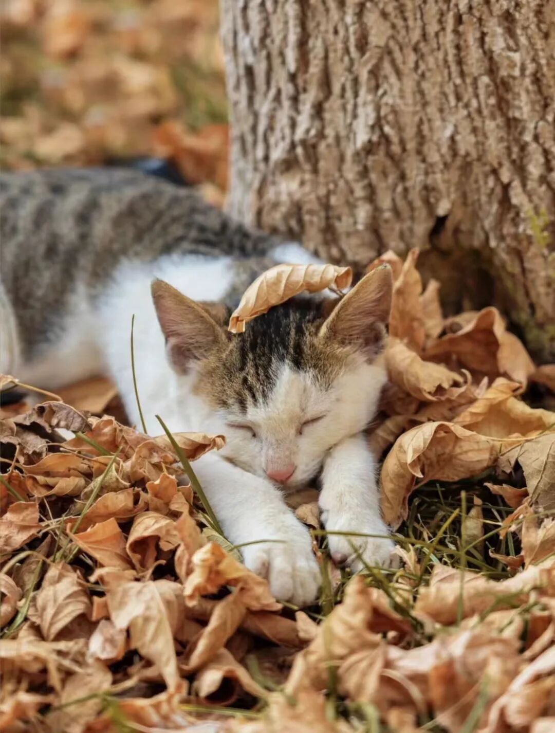 deeb92efc3a837a1b5542bc7ecfe9d7b.jpg 640.jpg