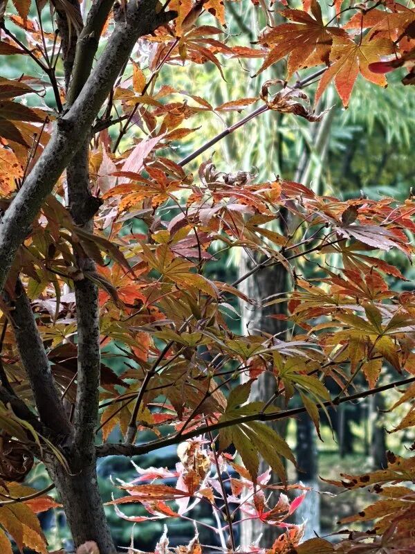 fd7cc9367128353cb161d209d23bccc6.jpg 640 (13).jpg